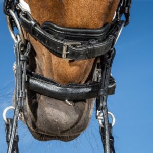 Curb Chain Protector with Neoprene