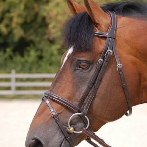 Dy'on Working Collection “Classic” Flash Noseband Bridle