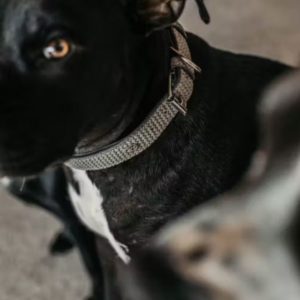 Dy'on Basket Dog Collar