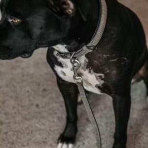 Dy'on Basket Dog Leash