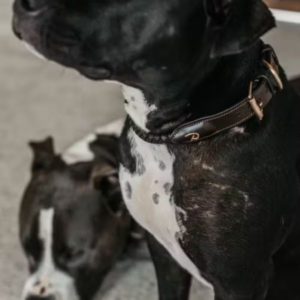 Dy'on Braided Dog Collar