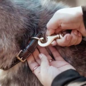 Dy'on Classic Dog Leash