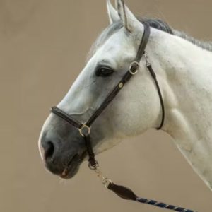 Dy'on Grooming Halter