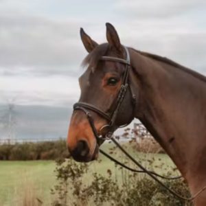 Dy'on Working Collection Rubber Reins 1/2" with 7 Leather Stops Ring Closure