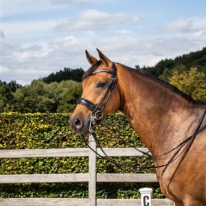 Dy'on Rolled Dressage Collection Large Matt Black Crank Noseband Double Dressage Bridle