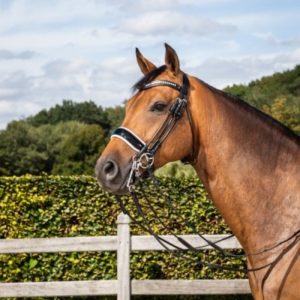 Dy'on Rolled Dressage Collection Large Crank Patent Noseband Double Dressage Bridle White Padding