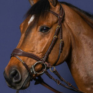 D Motion Bridle
